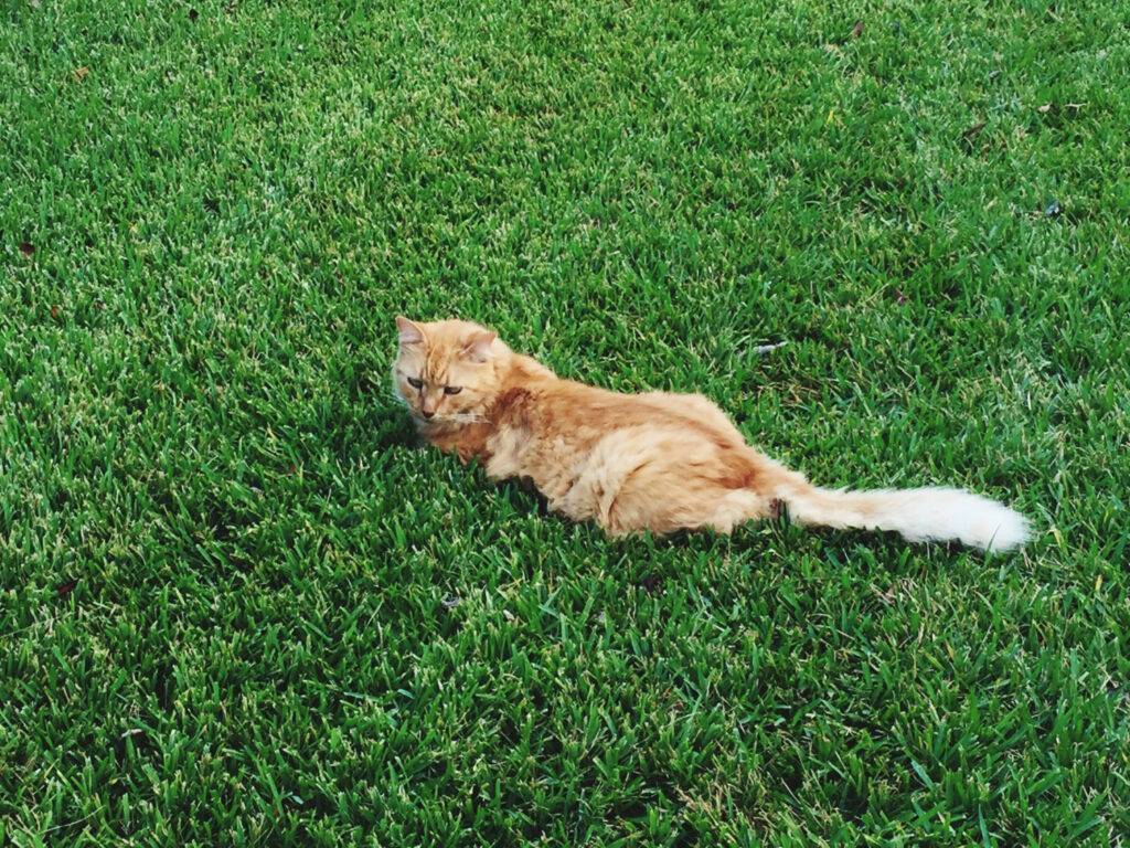 cesped artificial para gatos