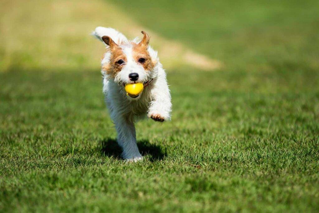 cesped artificial para perros