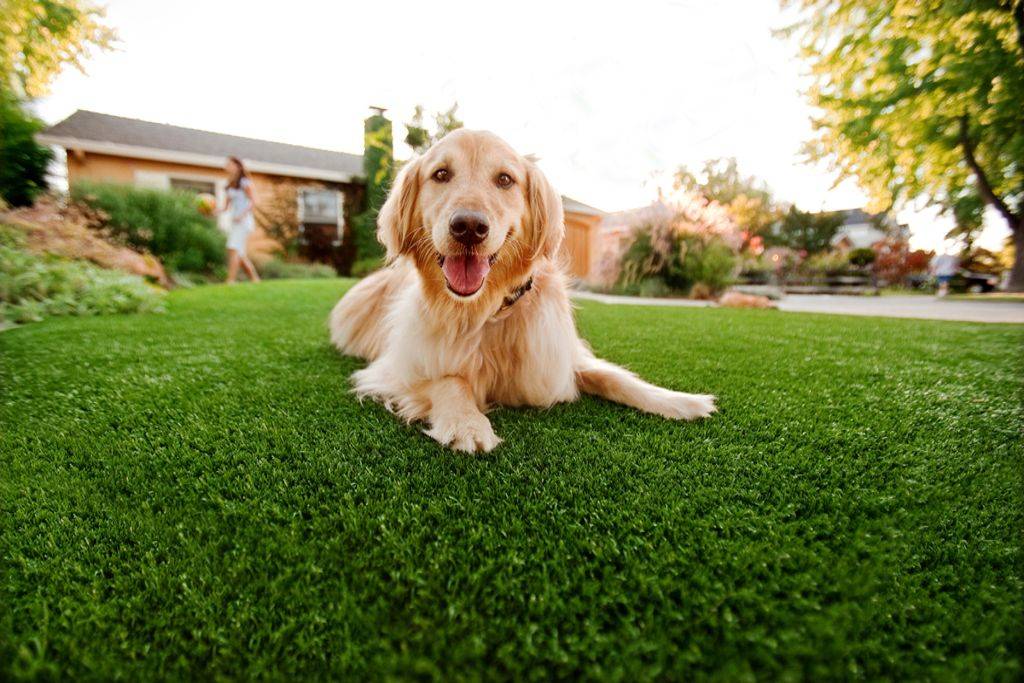 cesped artificial para perros
